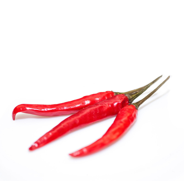 tree red chilli pepper isolated on the light gray - 写真・画像