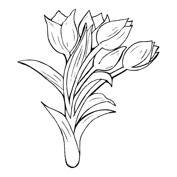 tulip drawing - Vektor, kép