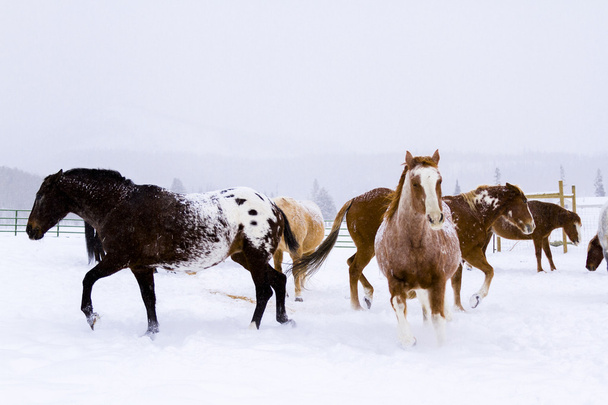 Pferde - Foto, Bild