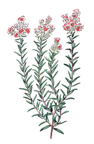 Illustration of plant. Old image - Foto, imagen