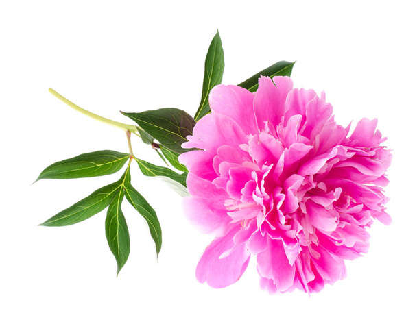 Peonía rosa de una sola floración
 - Foto, Imagen