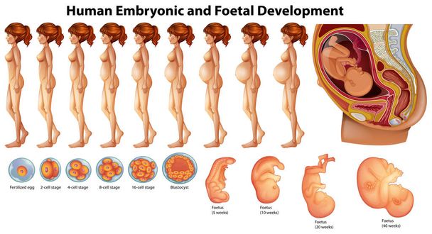 Vector de la ilustración del desarrollo embrionario y fetal humano
 - Vector, Imagen