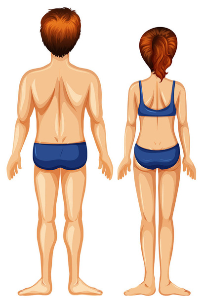 Ilustración del dorso masculino y femenino
 - Vector, imagen