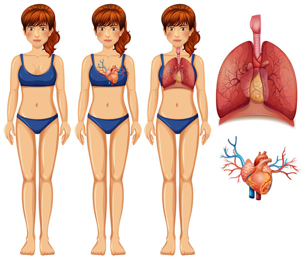 Menselijke anatomie van longen en hart illustratie - Vector, afbeelding