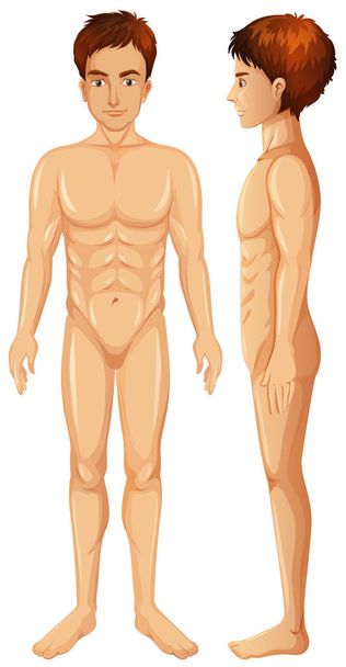 白背景のイラスト、男性の体 - ベクター画像