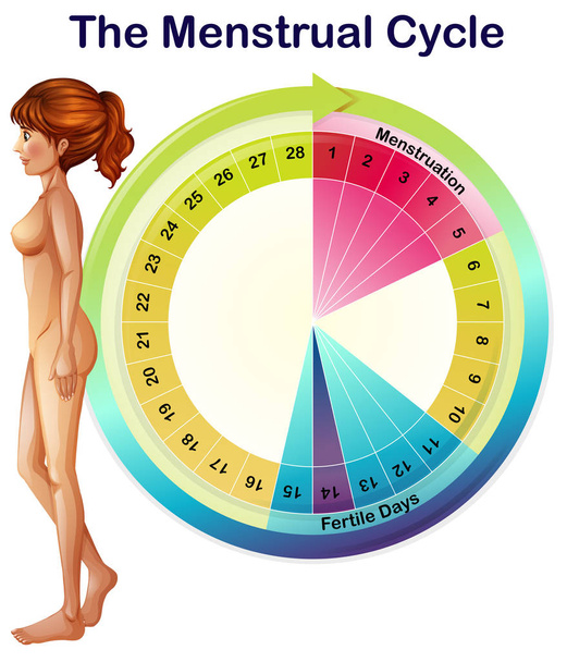 A Vector of the Menstrual Cycle illustration - Vector, Image