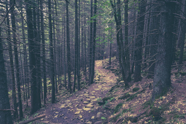 Trail in a dark pine forest on the slopes of the mountain. Dark moody woodland. Beauty world - Foto, immagini