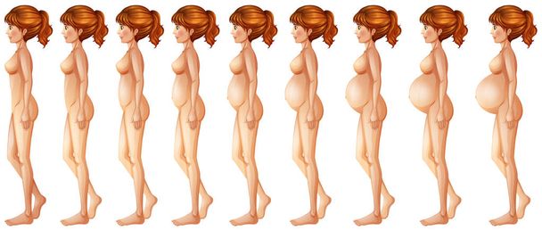 Diferentes etapas de la ilustración del embarazo
 - Vector, Imagen