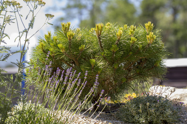 Καλλιτεχνικό νάνος βουνό πεύκο Pinus mugo var. pumilio στον βραχώδη κήπο - Φωτογραφία, εικόνα