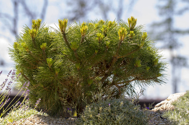 Cultivar dwarf mountain pine Pinus mugo var. pumilio in the rocky garden - Photo, Image