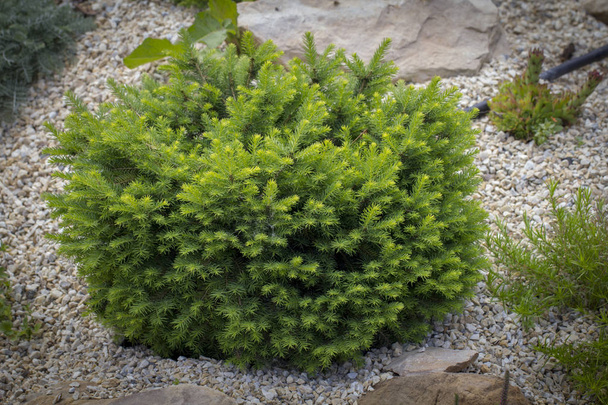 Dwarf green pillow tree on a decorative alpine hill. Landscaping - Photo, Image