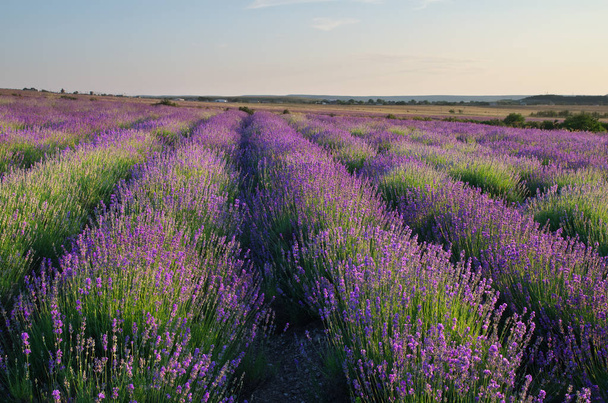 Meadow of lavender. Nature composition. - Foto, imagen