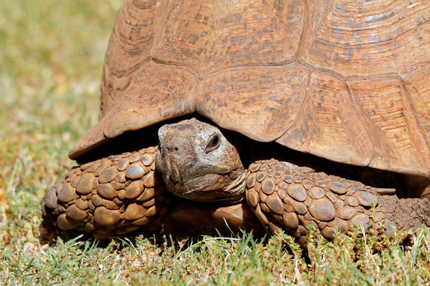 Close-up of a leopard tortoise (Stigmochelys pardalis) peeking from its shell, South Africa - Fotoğraf, Görsel