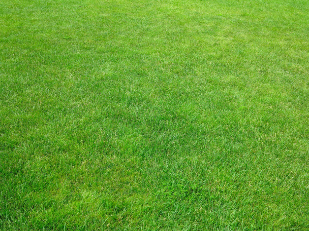 Zielona trawa tło zielony trawnik wzór teksturowanej tło. - Zdjęcie, obraz