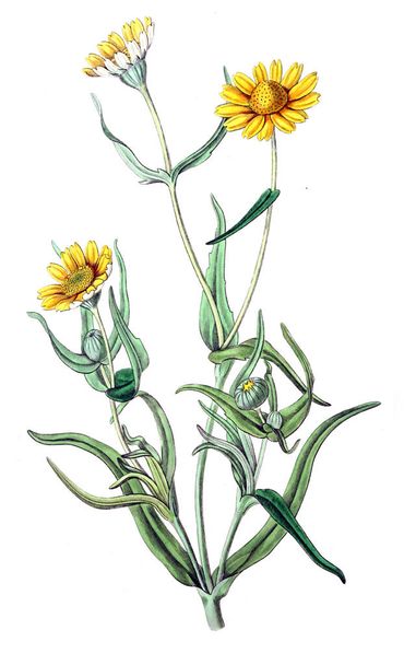 Illustration of plant. Old image - Zdjęcie, obraz