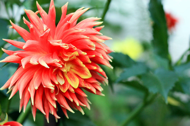 Помаранчева квітка далії в саду
  - Фото, зображення