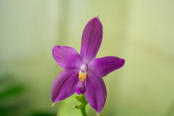 Krásné vzácné orchideje v hrnci na rozostřeného pozadí - Fotografie, Obrázek