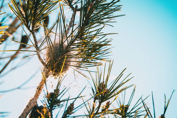 Procesionario de pino en la naturaleza en un día soleado
 - Foto, imagen