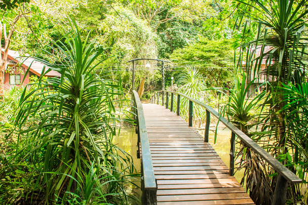 Sentier de jungle tropicale dans le parc national de Mu Koh Lanta à Krabi, Thaïlande
 - Photo, image