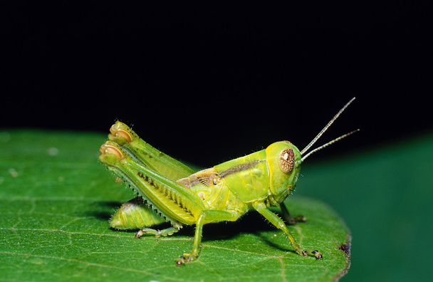 Grasshopper on Leaf - Photo, Image