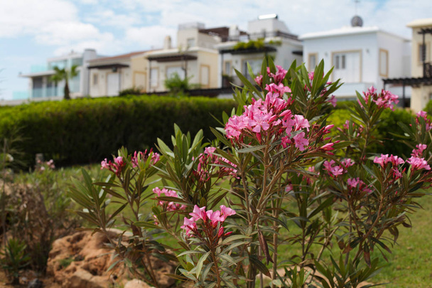 Cyprus, Protaras, May 2018. Blooming bushes surround the house, beautiful around. - Zdjęcie, obraz