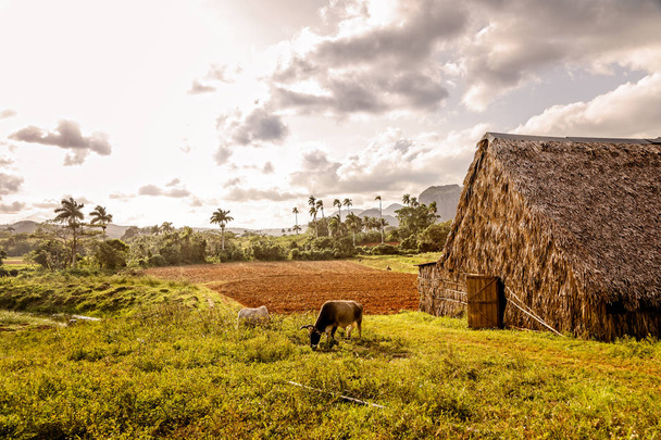 Tobacco plantation with hut and cows and palms in the background, Vinales valley, Pinar Del Rio, Cuba - Photo, image