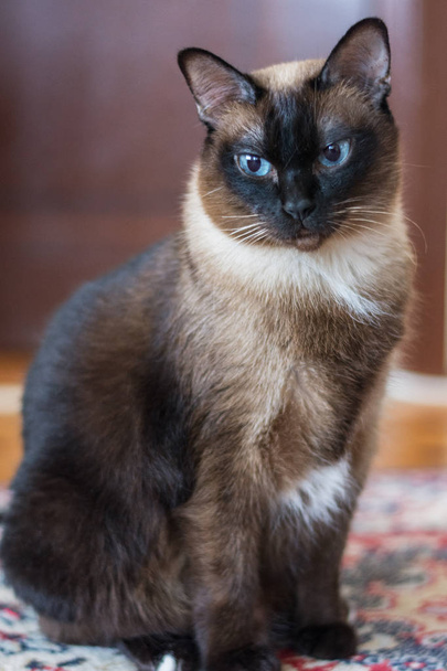 Gato siamés con ojos azules - Foto, Imagen