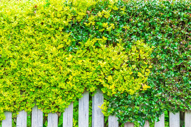Witte houten hek begroeid met groene bladeren - Foto, afbeelding
