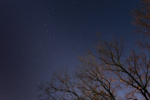 un beau ciel nocturne, la Voie lactée et les arbres - Photo, image
