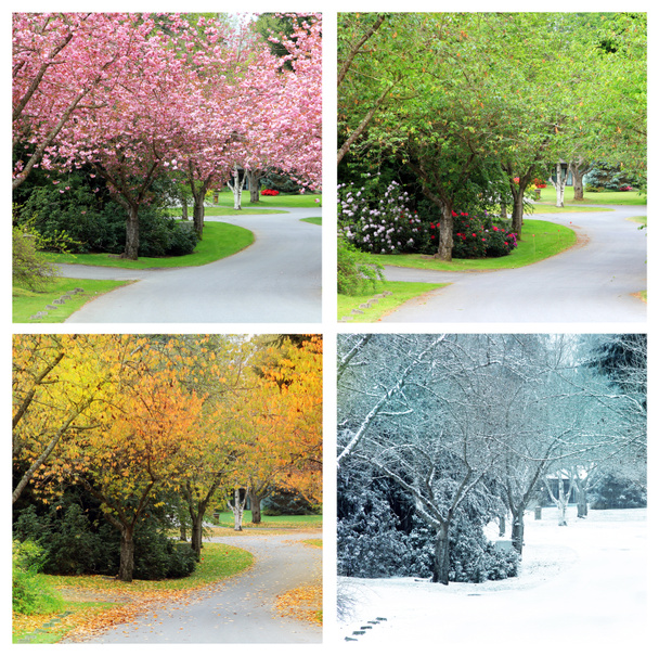 Cztery pory roku, sfotografowany z dokładną lokalizację samo na ulicy drzewami wiśni w Kanada. Wiosną, latem, jesienią i zimą.  - Zdjęcie, obraz