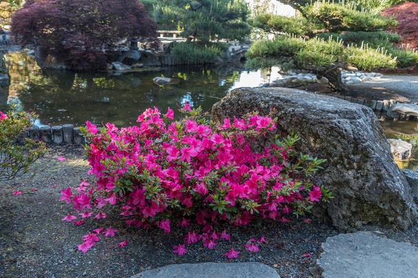 Różowe kwiaty Azalia wyróżniają się w tym ogrodzie Japanes Seatac, Waszyngton. - Zdjęcie, obraz