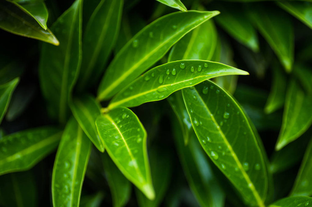 Evergreen kirsikka laakeri kasvi antural backgrund lähikuva yksityiskohtia
 - Valokuva, kuva