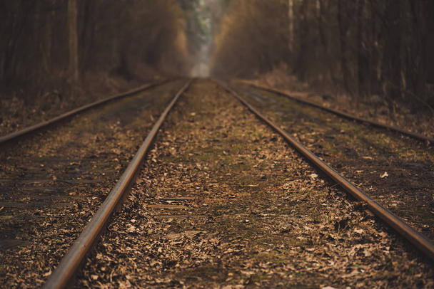 Rails in the forest - Zdjęcie, obraz