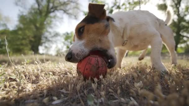 Jack russell terrier chwyta zęby pomarańczowej zabawka - Materiał filmowy, wideo