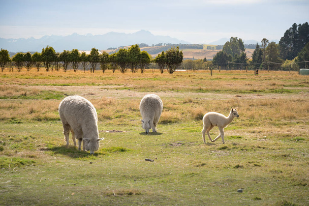 Alpacas relaxing and glazing around pasture in New Zealand - Foto, afbeelding