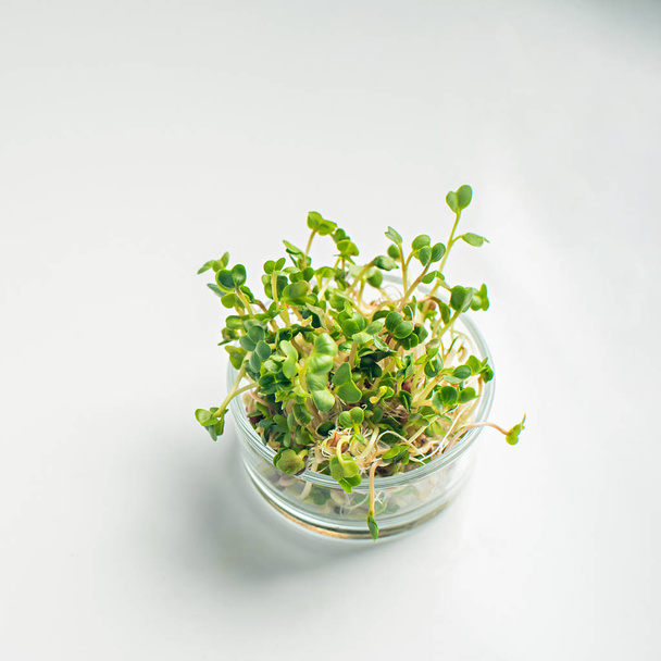Green vegetables concept. micro greens - Photo, Image