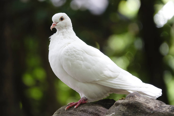 Pombo branco
 - Foto, Imagem