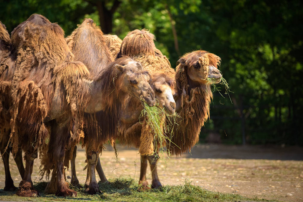 Three Bactrian camels feeding - Photo, Image
