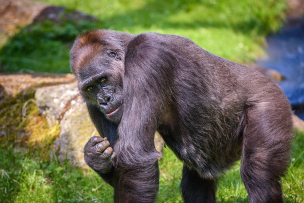 Portrait d'un grand gorille des plaines de l'Ouest
  - Photo, image