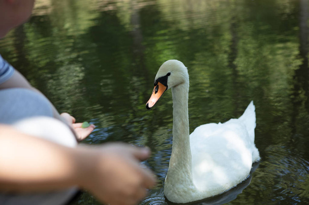 Child try to feed mute swan on a lake, swan looking his hand  close up view - Photo, Image