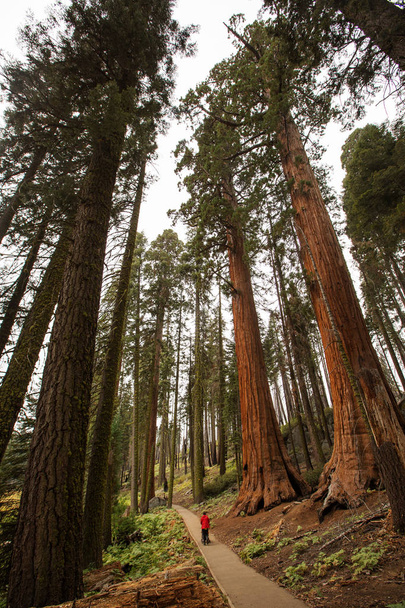 Man in Sequoia national park in California, USA - Photo, Image