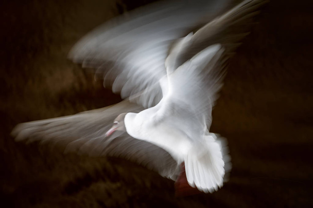 Λευκός γλάρος κουνάει τα φτερά του εν πτήσει σε σκοτεινό φόντο σε μεγάλη έκθεση, αργό κλείστρο - Φωτογραφία, εικόνα