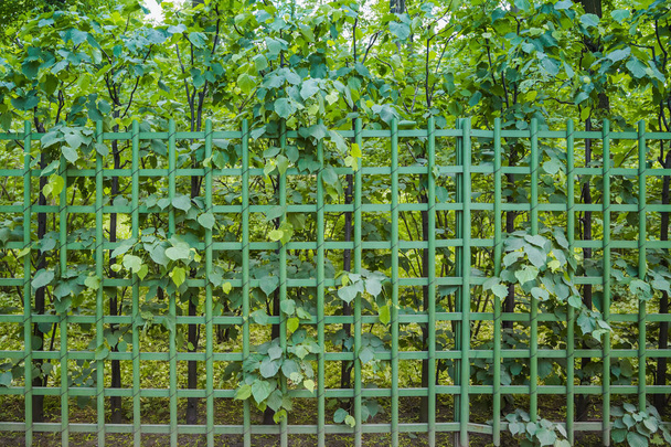 Metalen geruite hek begroeid met vegetatie als achtergrond of achtergrond - Foto, afbeelding