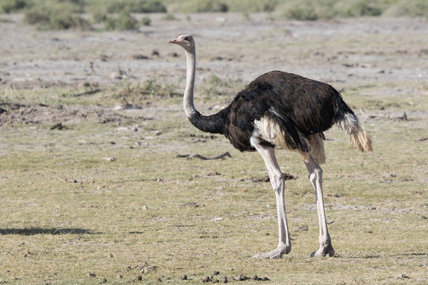 Чоловічий страус поширені, яка виступає в сушені африканських Савана у сухий сезон - Фото, зображення