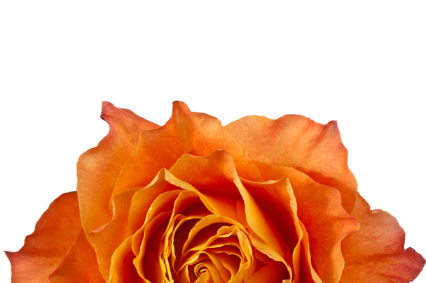 immagine ritagliata di una rosa arancione
 - Foto, immagini