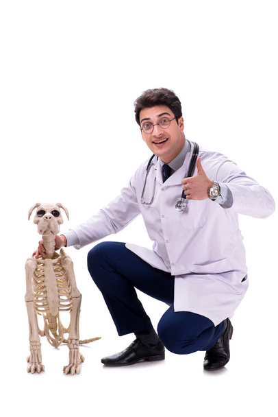 Beyaz arka plan üzerinde izole köpek iskeleti ile doktor - Fotoğraf, Görsel