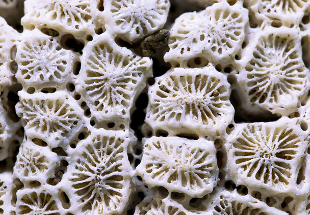 White coral texture macro photo. Sea coral structure closeup. Abstract macro background. Marine coral surface with structure elements for water filtration. Biological texture of natural sea coral - Foto, Imagen