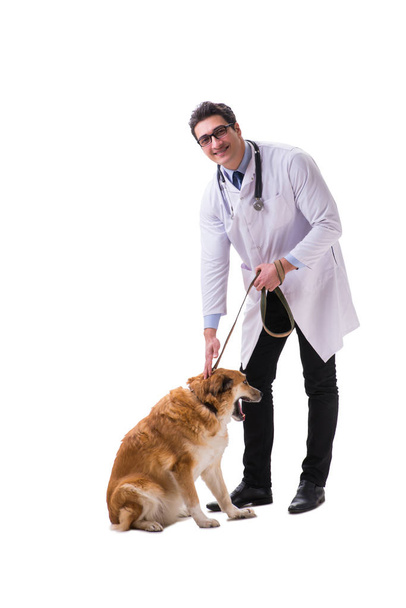 Vet doctor examining golden retriever dog isolated on white - Photo, Image