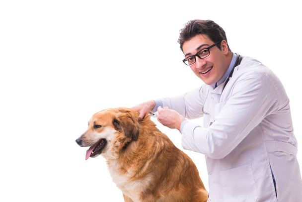 Vet doctor examining golden retriever dog isolated on white - Photo, Image