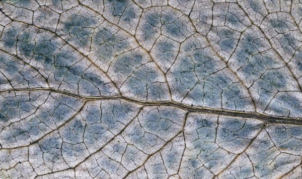 Dried leaf closeup. Autumn leaf texture macro photo. Blue green leaf vein pattern. Tree leaf surface. Fall season banner template. Leafy structure macrophoto. Autumn nature detail. Dry vein ornament - Foto, Bild